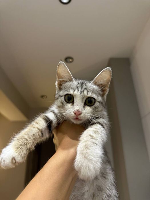 Милый котенок ищет семью