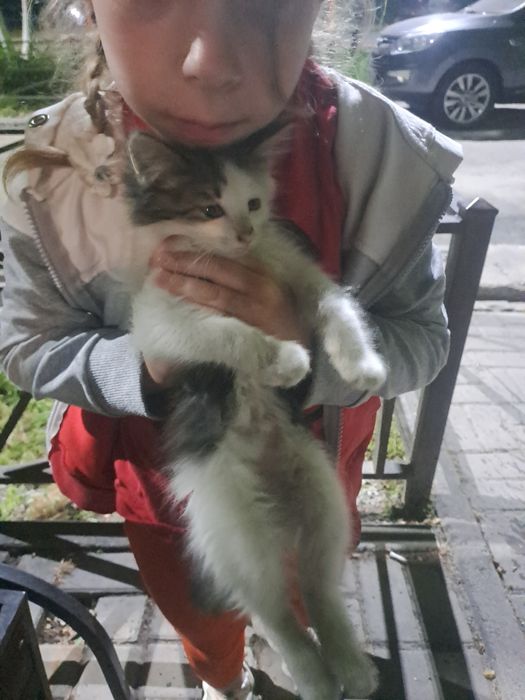 Котята бесплатно