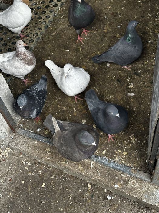 De vanzare  porumbei de ornament