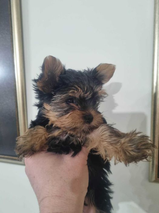 Мини Йоркшир! Момче и момиче!