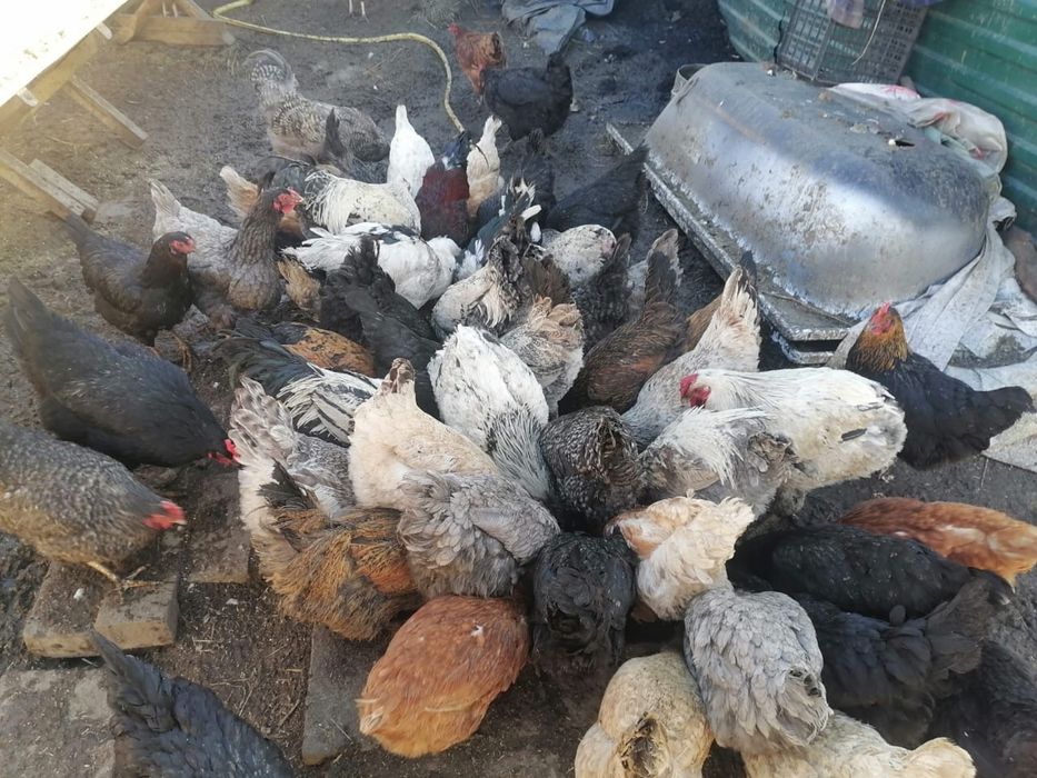 Продам инкубационные яйца