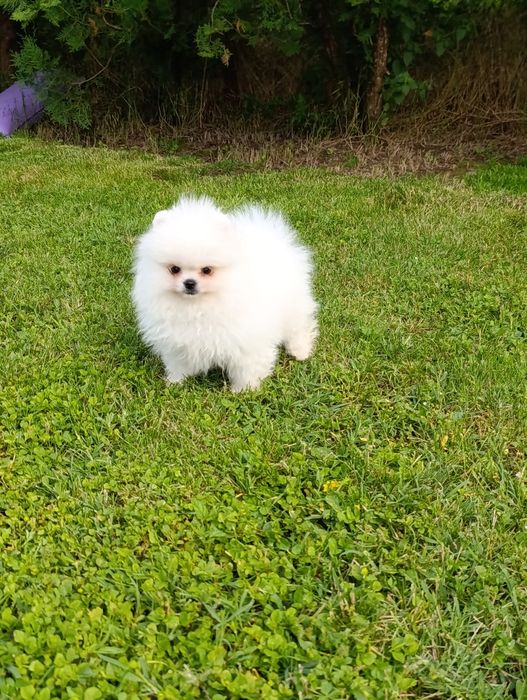 Pomeranian mascul mini toy