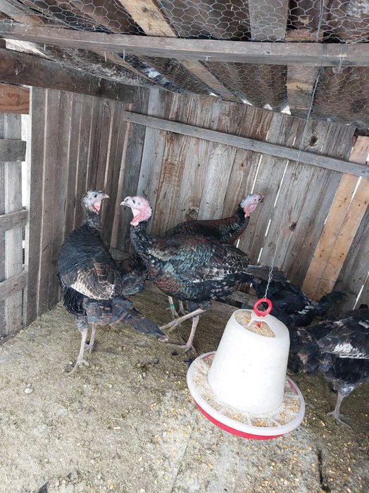 Ouă curcă pentru incubat