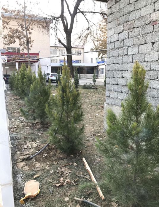 Саженцы всех видов