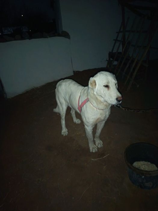 Туркменский алабай