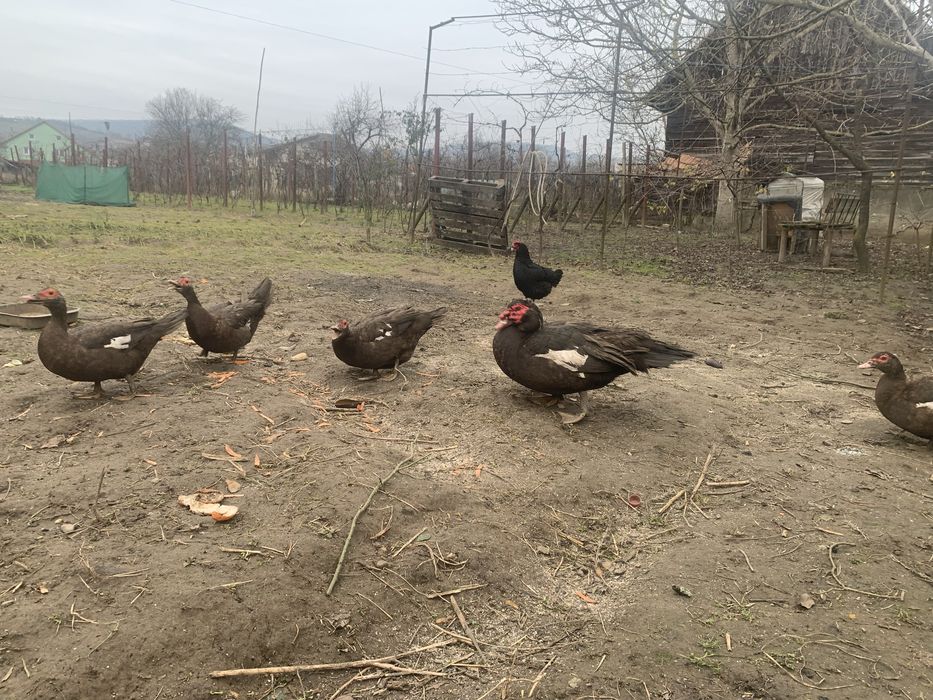 Rate lesesti ciocolatii