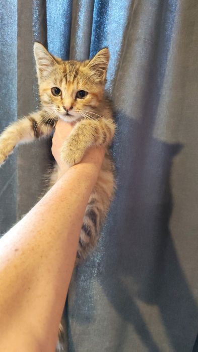 Отдам срочно котят подкинули там собаки