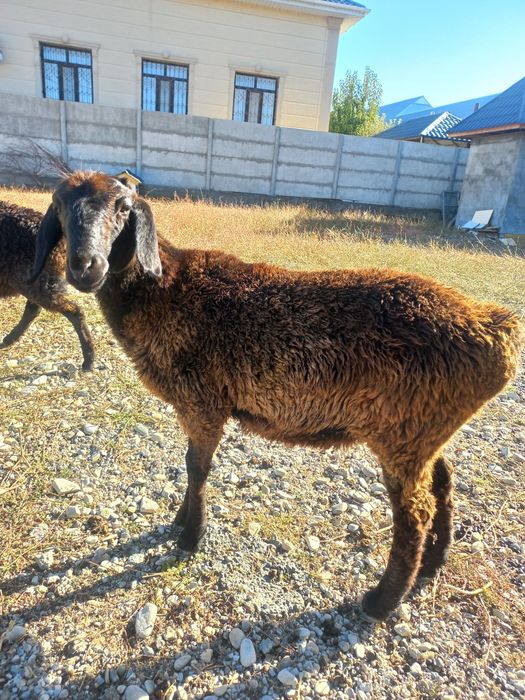 Продам баранов две штуки