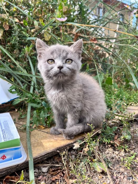 Отдам котят в добрые руки