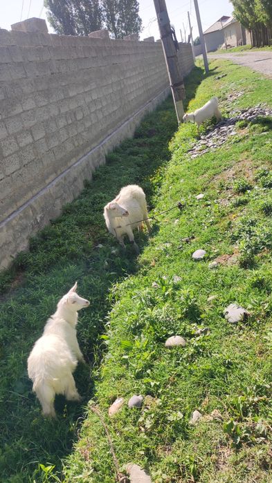 Jomboy tumanida Zotli echki sotiladi