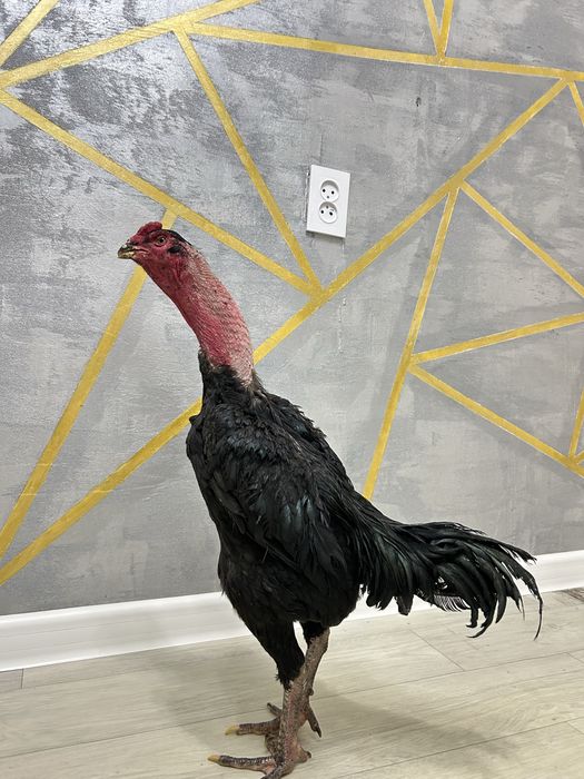 Дакан қораз жақсы зат