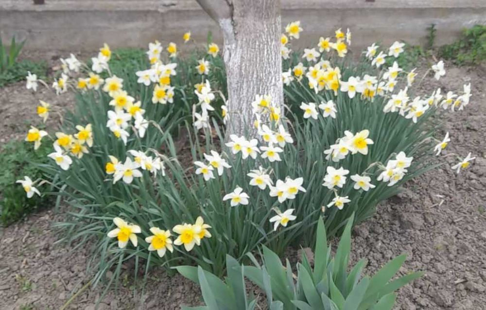 Plante decorative