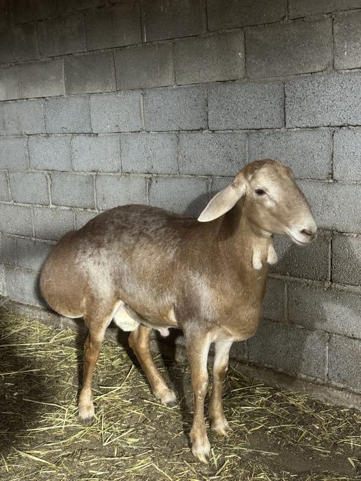 Арашан кошкар 1 год