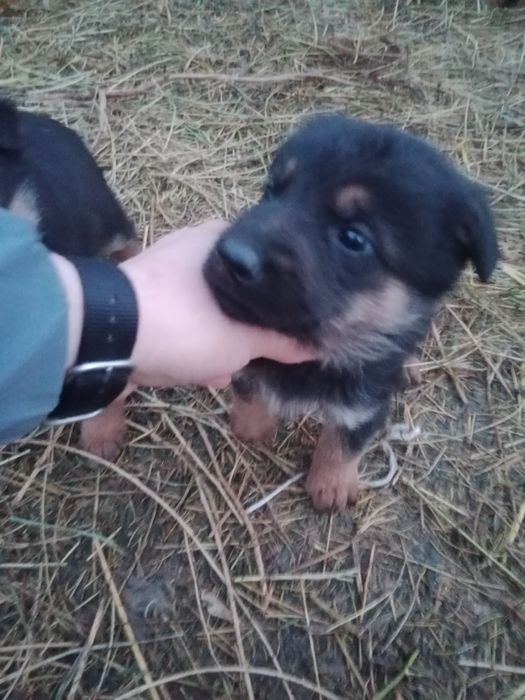 Овчарка  вео . 2 -ой месяц.