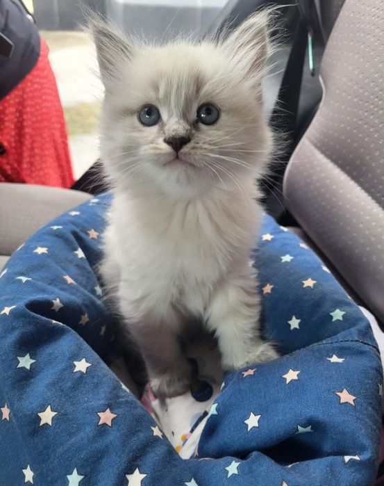 Отдам хорошего котенка