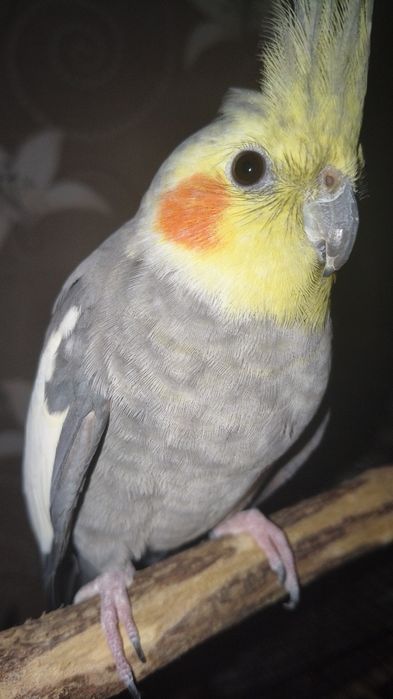 vând papagal nimfă cu tot cu cușcă