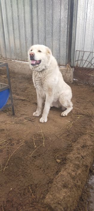 Продам мощного кобеля алабай