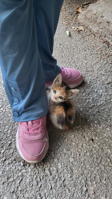 Подарявам  котенца на месец