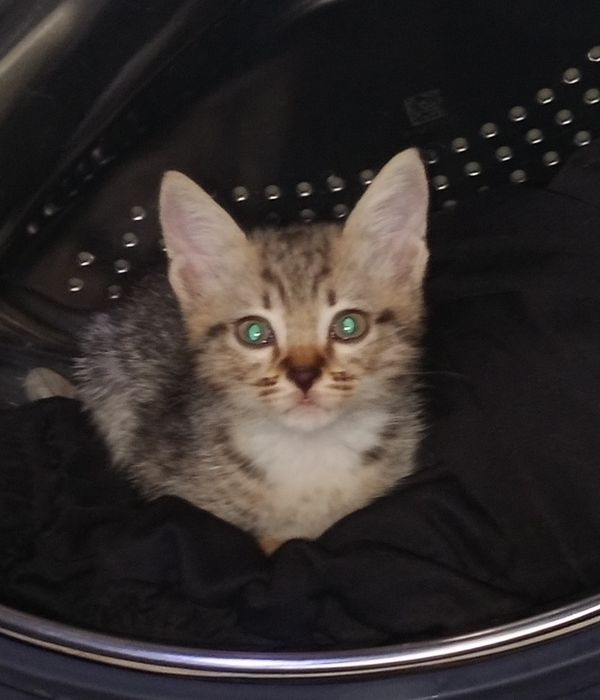 Одам в добрые руки котёнка мальчик