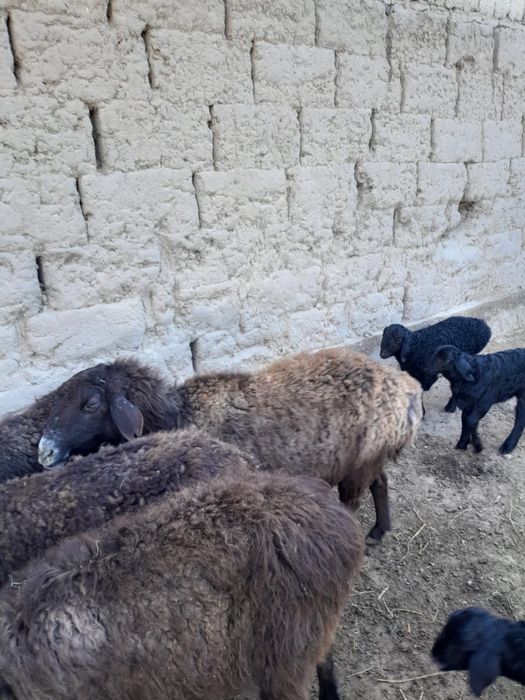 Қозылы қойлар буаз қой