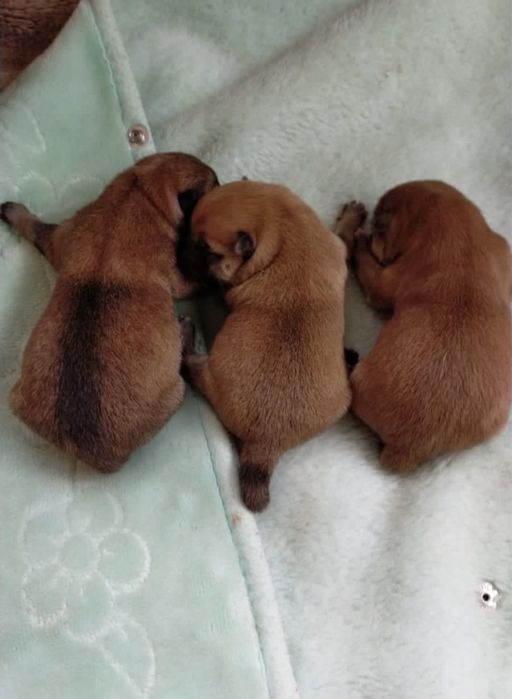 Щенки Сиба ину