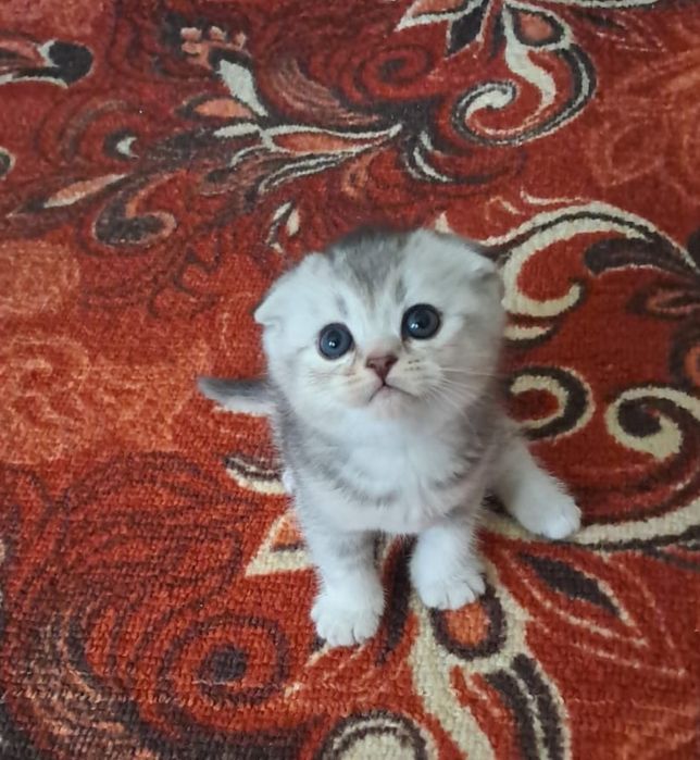 Бронируйте чистокровных котят