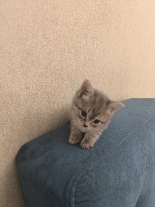 Срочно , продам британского котика