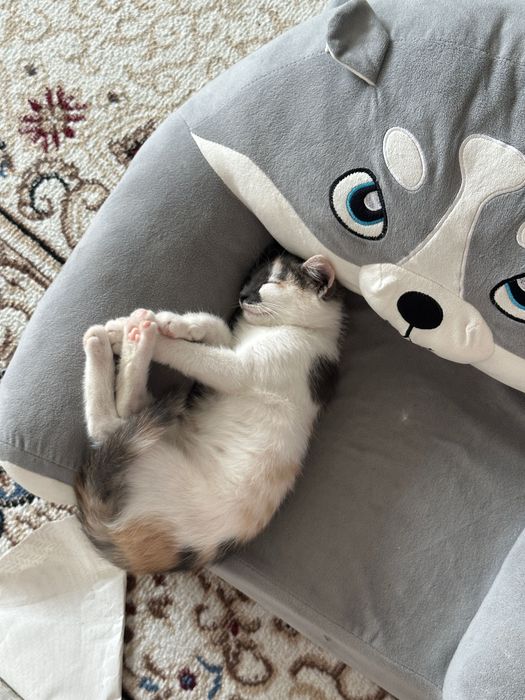 отдам котенка в добрые руки