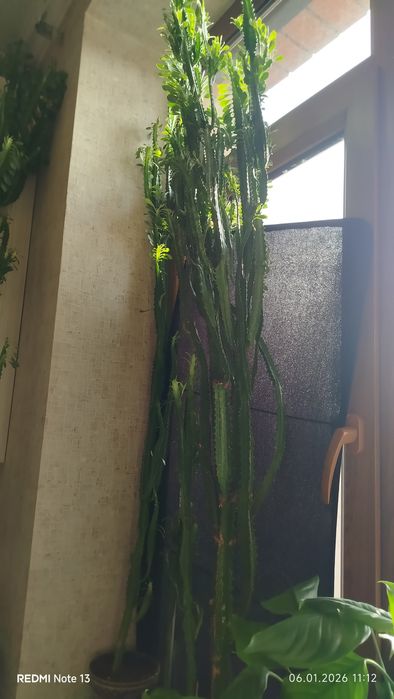 Домашние,комнатные цветы