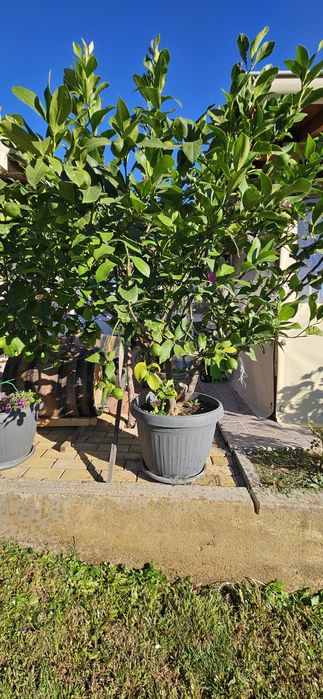 Лимон голям и хубав