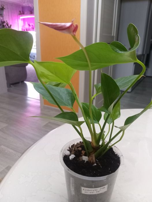 Продам антуриум.