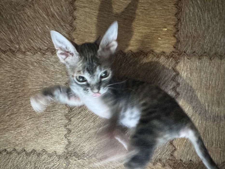 Донской свинкс.                         .