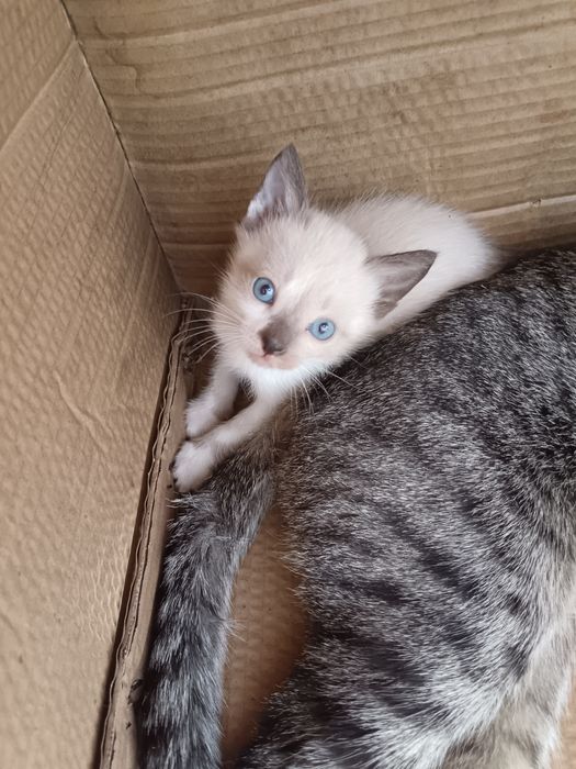 дадим котят в добрые руки
