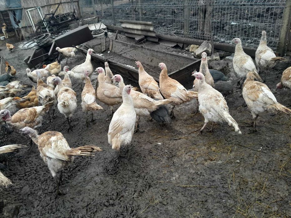 Curcani și curci de vânzare