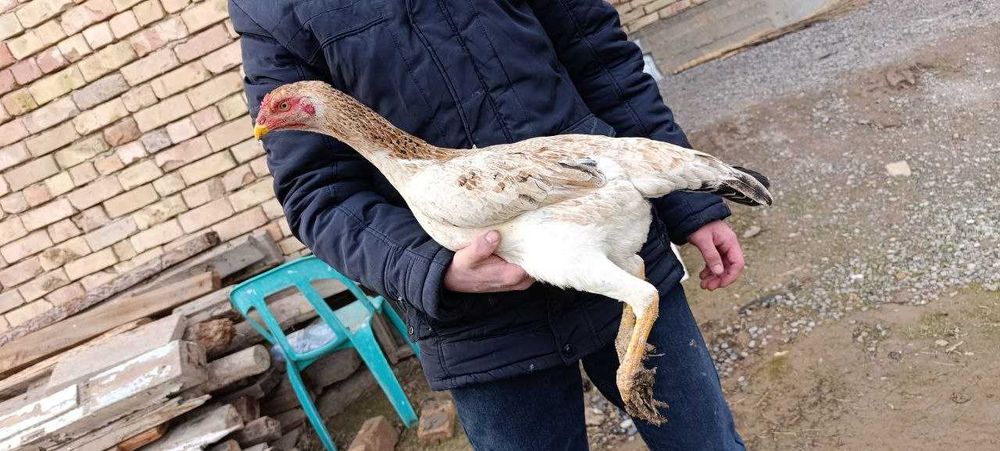 100 тали Карис товук тухумда.