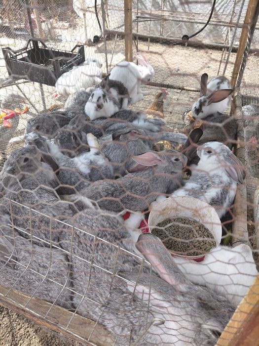 Продавам кокошки , ярки и зайци
