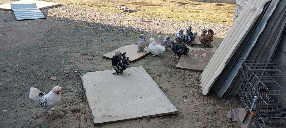 Карес тухумлари сотилади