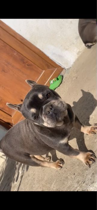 Femela buldog francez cu pedigree