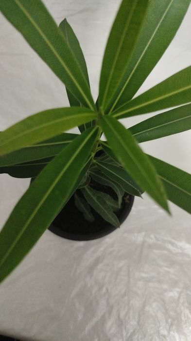 Олеандр ,молочай фикусы