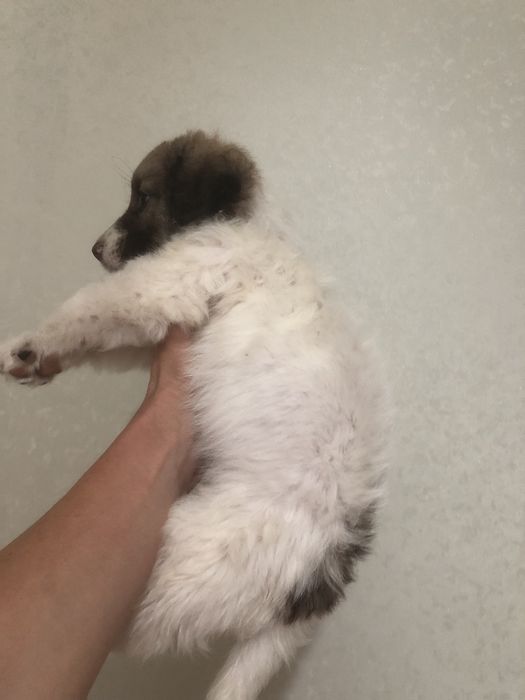 Любимые животные