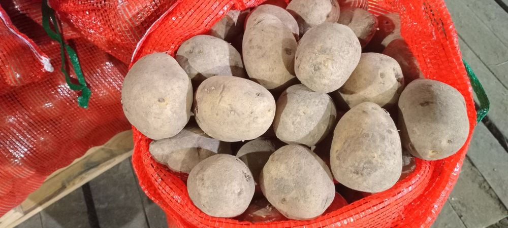 Картошка сорт ГАЛА едовая, объёмы большие, торг уместен,