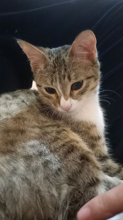 Yaxshi qizbola mushuk