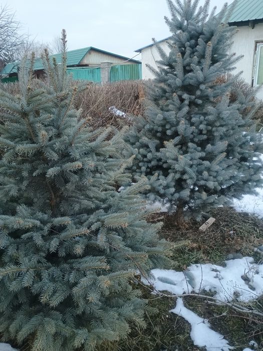 Туи,  голубые ели