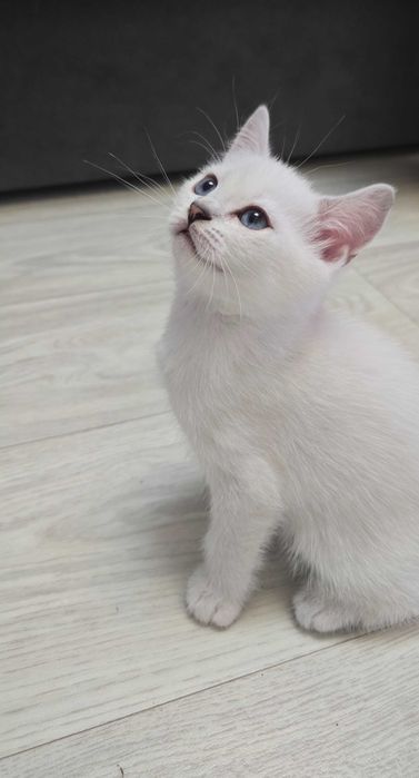 Британский котёнок