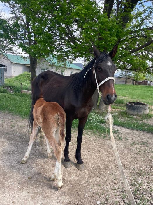 Құлынды бие………………..