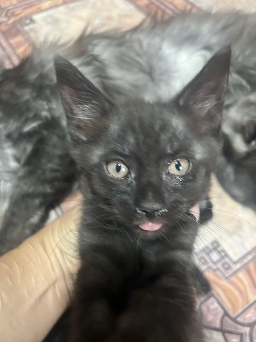 Котята майкун мальчики и девочки