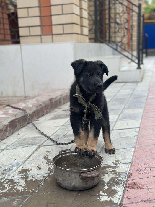 Овчарка немецкий