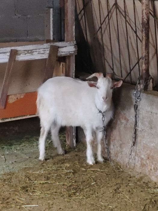 Занен теке сатылады 85 мың