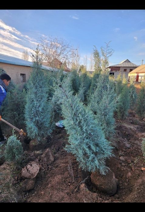 Саженцы оптом и в розницу