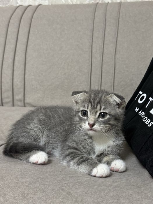 Продам котят в добрые руки